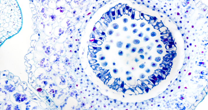 Introduction to Cell Technology - The Secret of Cell
