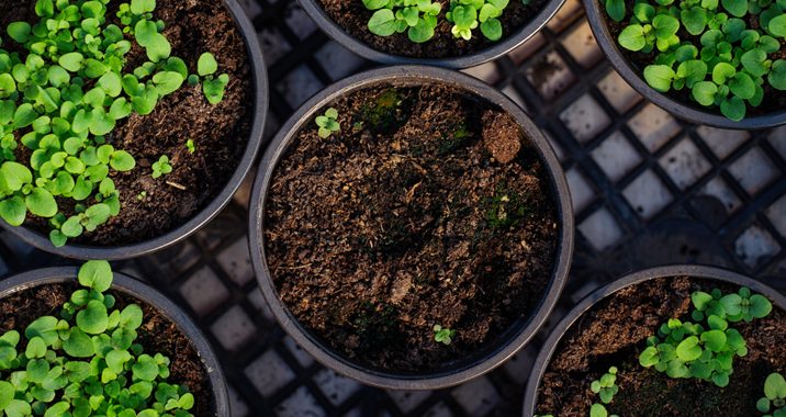 Introduction to Animal and Plant Physiology